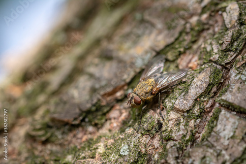 Close up details of flies.Fly on wood.Insect in nature Close up of a Blowfly on wood