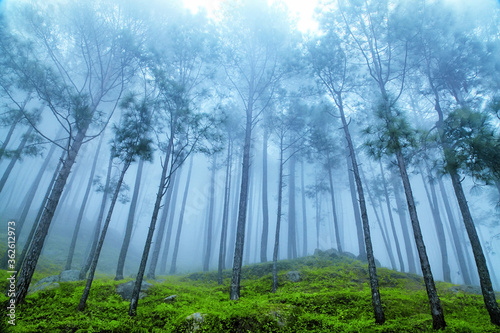 Beautiful view of Foggy pine forest at himalaya range, Almora, Ranikhet, Uttarakhand, India. photo