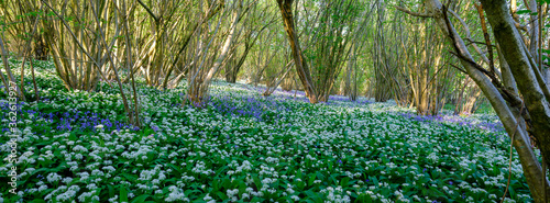 Wild garlic and bluebells in the wood, near Hinton Woodlands, Bramdean, Hampshire
