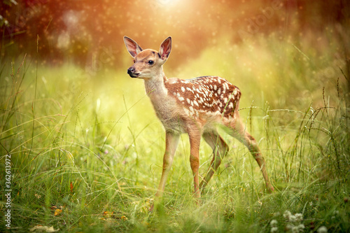 Fotografia Postcard baby deer Bambi in the grass in summer on a Sunny day