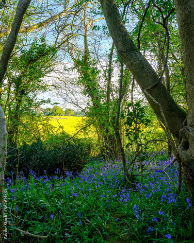 Evening sunlight on bluebells in the woods near Hambledon, Hampshire, UK