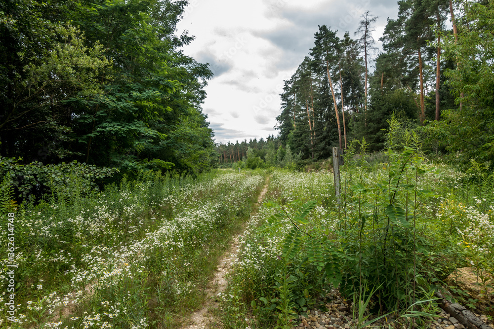 Obraz premium Waldweg