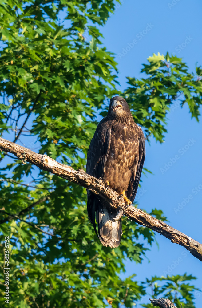 Portrait of a juvenile bald eagle sitting on a branch Portrait of a juvenile bald eagle sitting on a branch