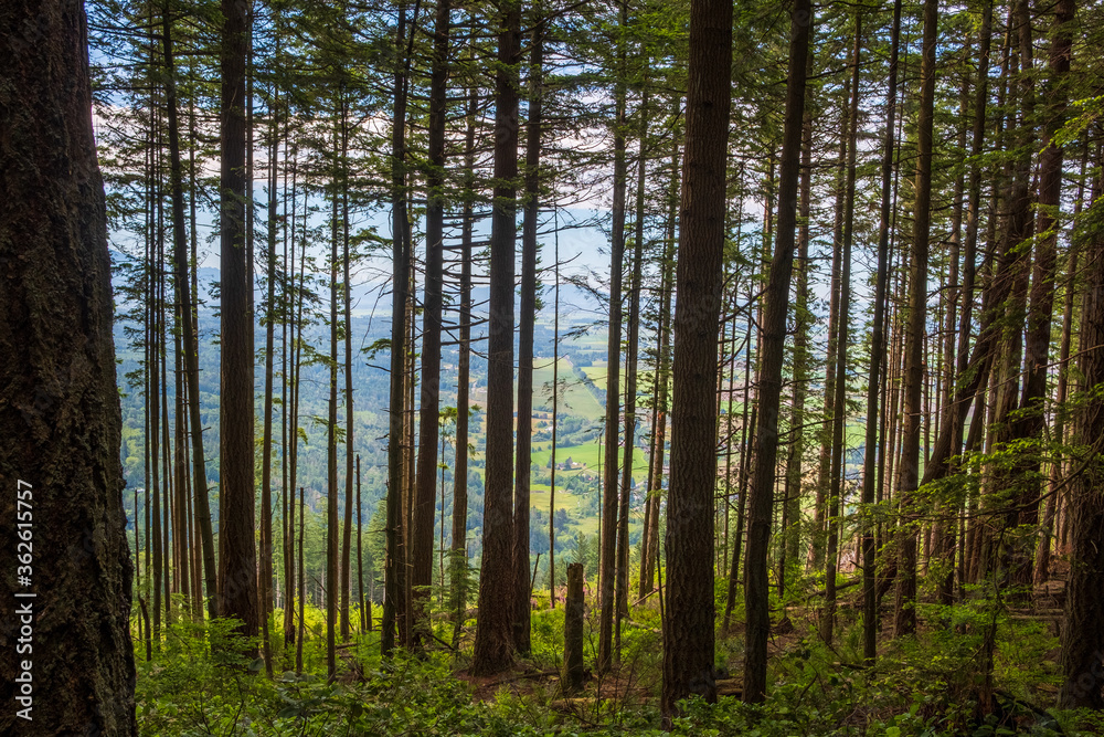 Forest trees in the foreground with farmland in the background Forest trees in the foreground with farmland in the background