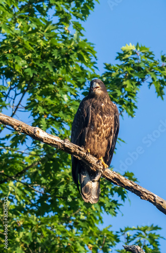 Portrait of a juvenile bald eagle sitting on a branch