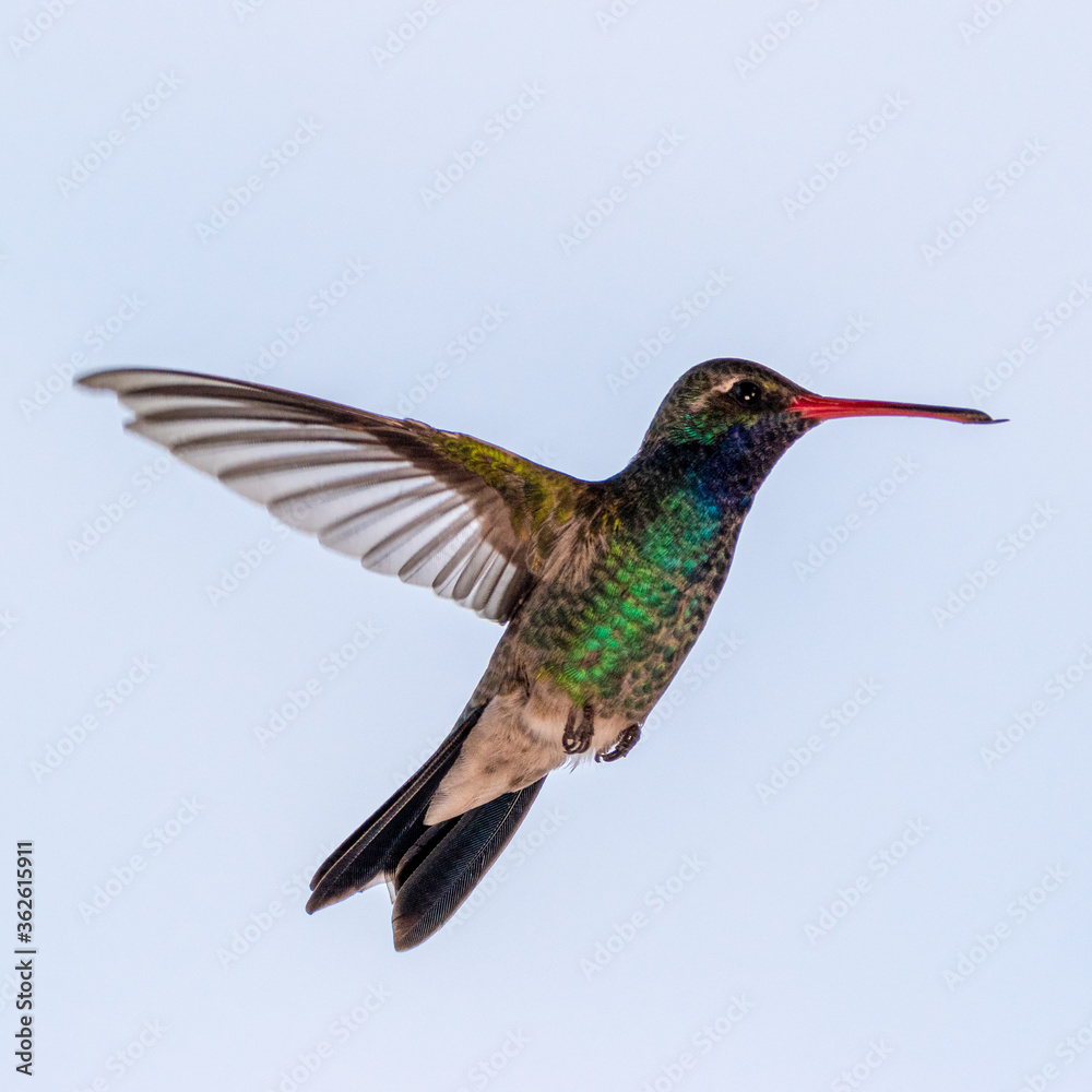 Obraz premium Hummingbird