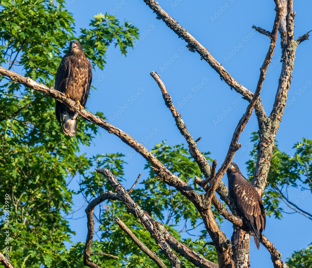 Two juvenile bald eagles in a tree Two juvenile bald eagles in a tree