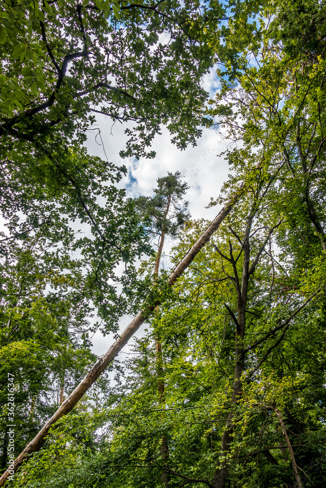 Fototapeta premium Sturmschäden im Wald