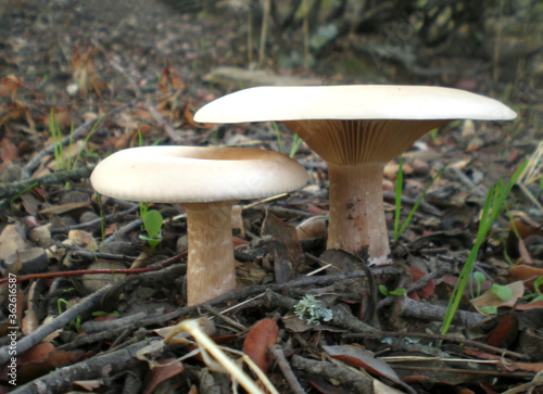 A pair of mushrooms in the meadow grows in the Extremaduran countryside
