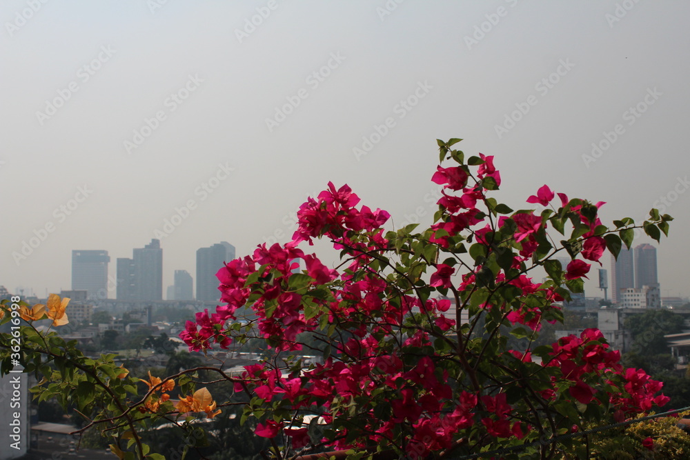 Bougainvillea Flowers with Bangkok city view background . Bougainvillea  flowers need strong sunlight in conditions that receive sunshine all day and grow up well in Thailand.