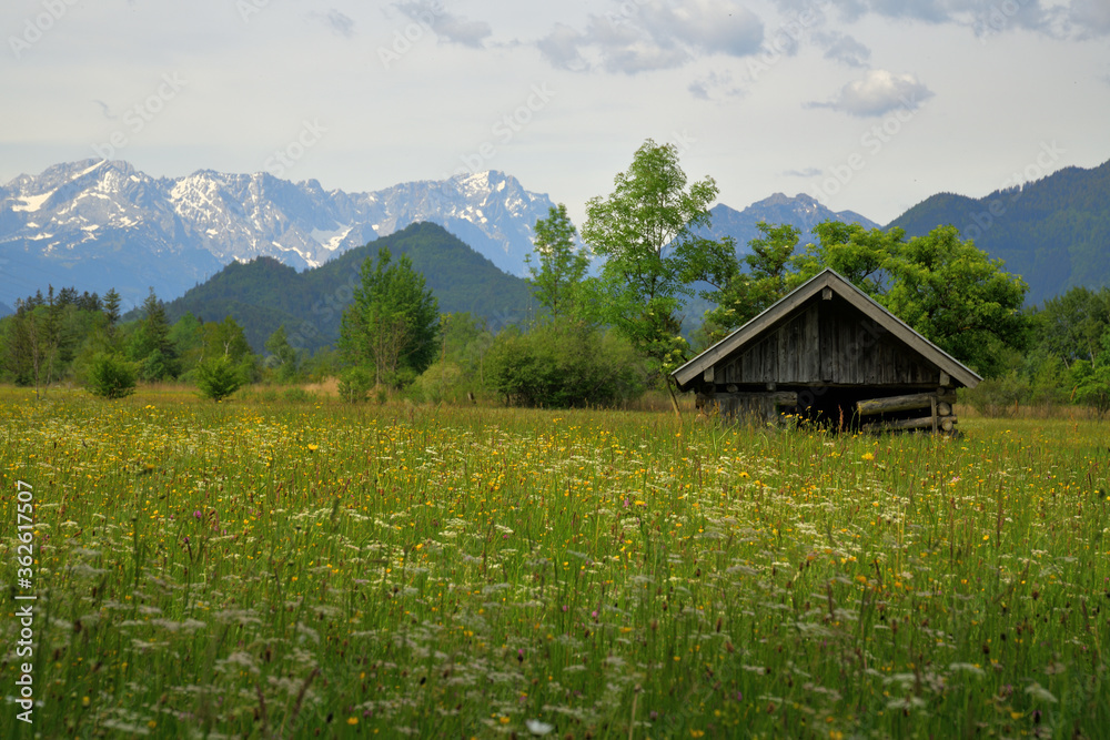 Alter Heuschober in blühender Wiese vor den Alpen