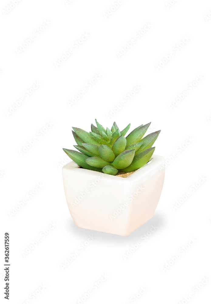 Small plants in pots Or cactus separately on a white background by the front view Small plants in pots Or cactus separately on a white background by the front view