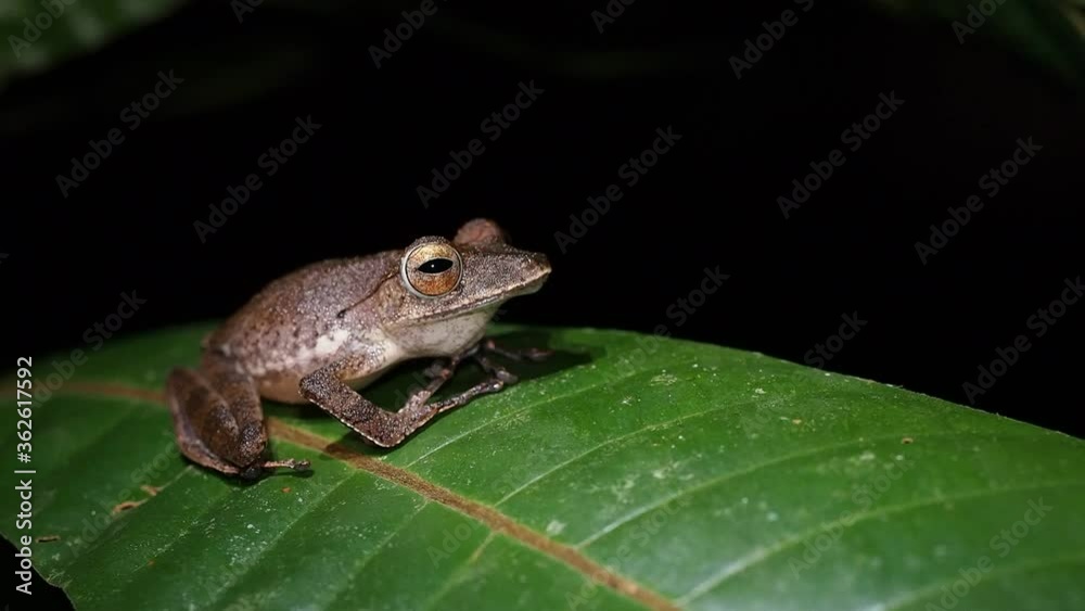 Collett’s Tree Frog - Polypedates colletti in Bako national park, Borneo, Malaysia Collett’s Tree Frog - Polypedates colletti in Bako national park, Borneo, Malaysia