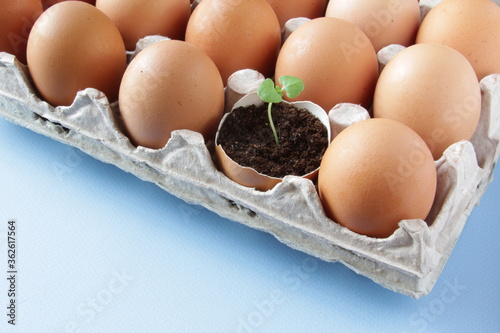 Young plant grow in egg shell. Easter decoration. Green plant in egg-shell on the blue background. photo