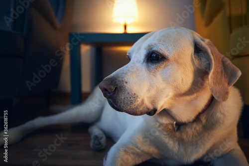 Old dog resting at cozy home