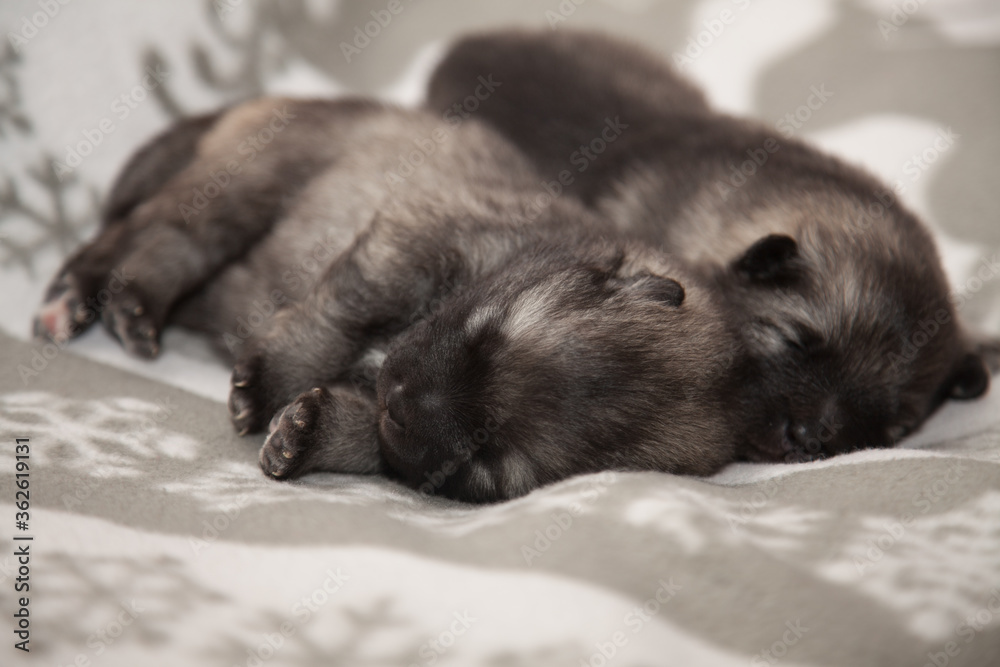 Obraz premium Two keeshond puppies at the age of one week are sleeping on a white blanket