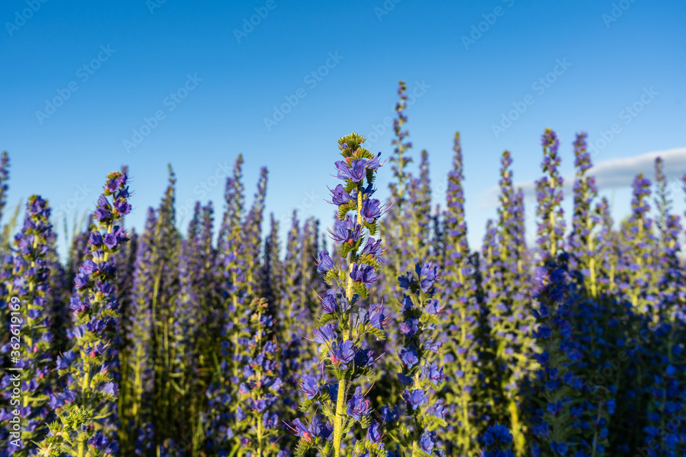 Echium vulgare vipers bugloss blooms in a meadow Echium vulgare vipers bugloss blooms in a meadow