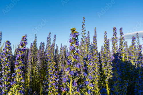 Echium vulgare vipers bugloss blooms in a meadow