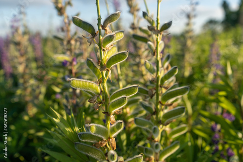 Lupine flower seeds in the field
