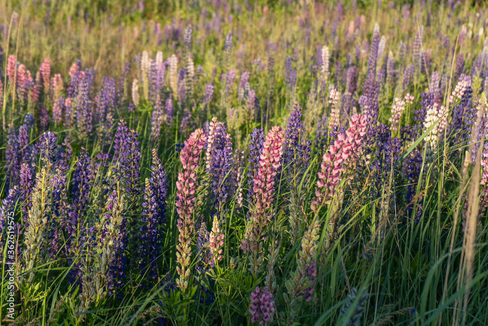 Fototapeta premium Blue Lupin flowers in the field