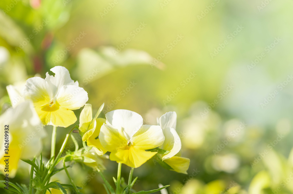 Obraz premium 黄色いパンジーの花