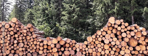 Fotografia, Obraz Stack Of Logs In Forest