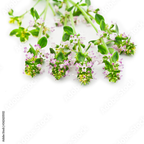 Thymus isolated on a white background.