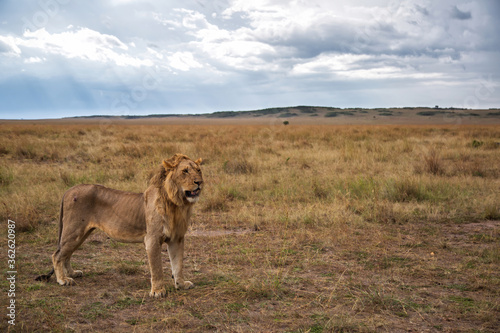 Young male lion standing on the plains of the Masai Mara National Reserve in Kenya