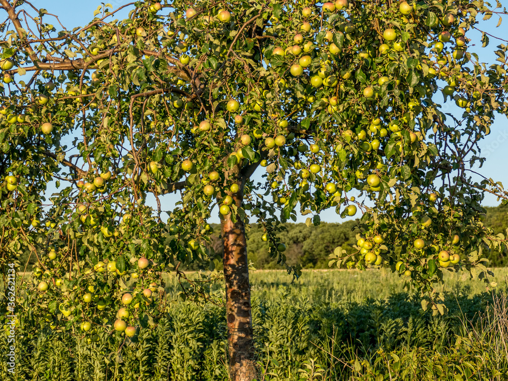 Fototapeta premium Baumgrundstück mit Obstbäumen im Sommer