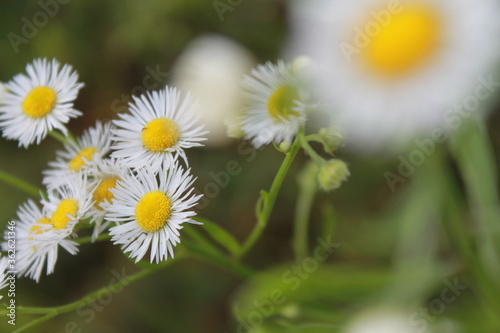 daisies in the garden © Любовь Иванова