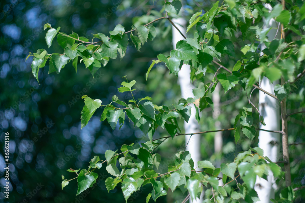 Fototapeta premium Green birch leaves against the background of white birch trunks and the sky with a bokeh effect.