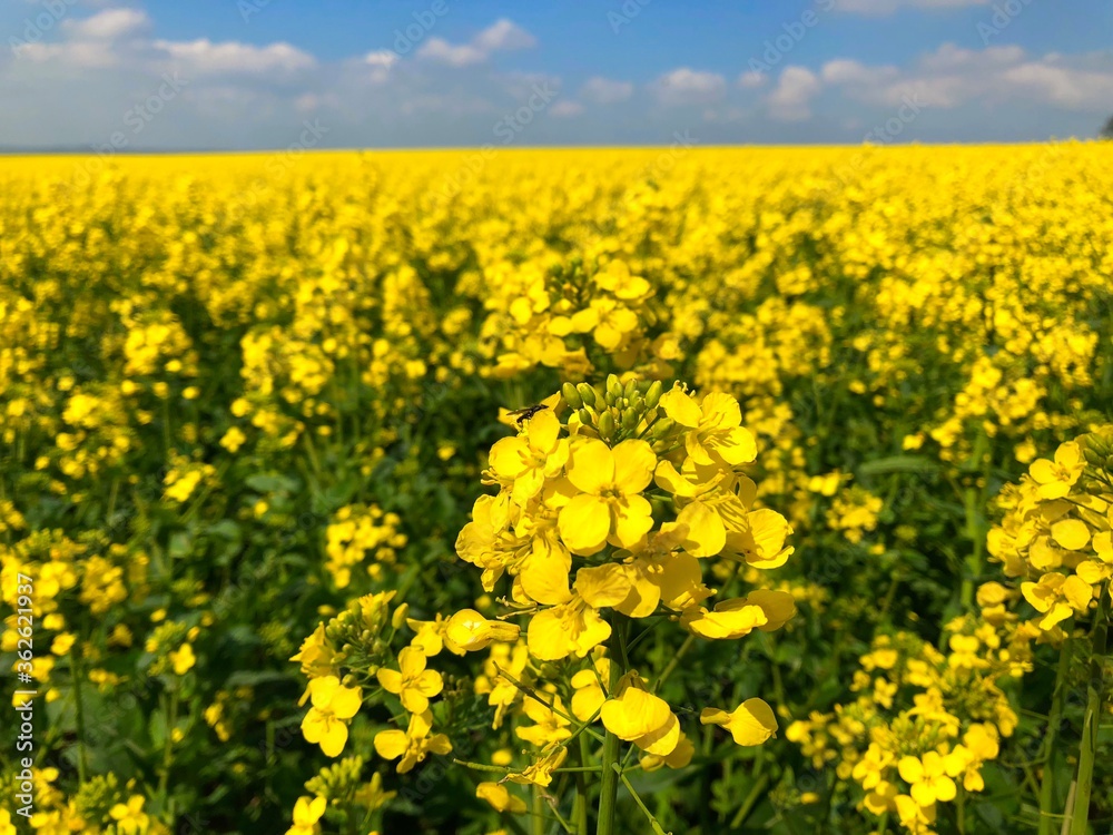 Obraz premium yellow rapeseed field
