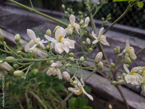 Close up on white moringa (Moringa oleifera) flowers 
