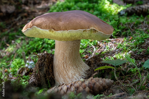 Delicious edible mushroom boletus edulis known as cep