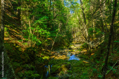 Dickson Falls trail  in Fundy National Park