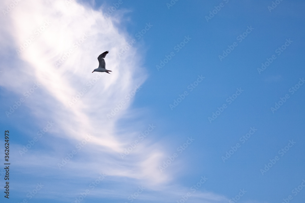 seagull against a blue sky with clouds