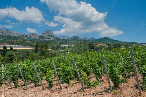 Stunning view to scenic valley with young vineyards on mountain range background in Crimea,Russia photo