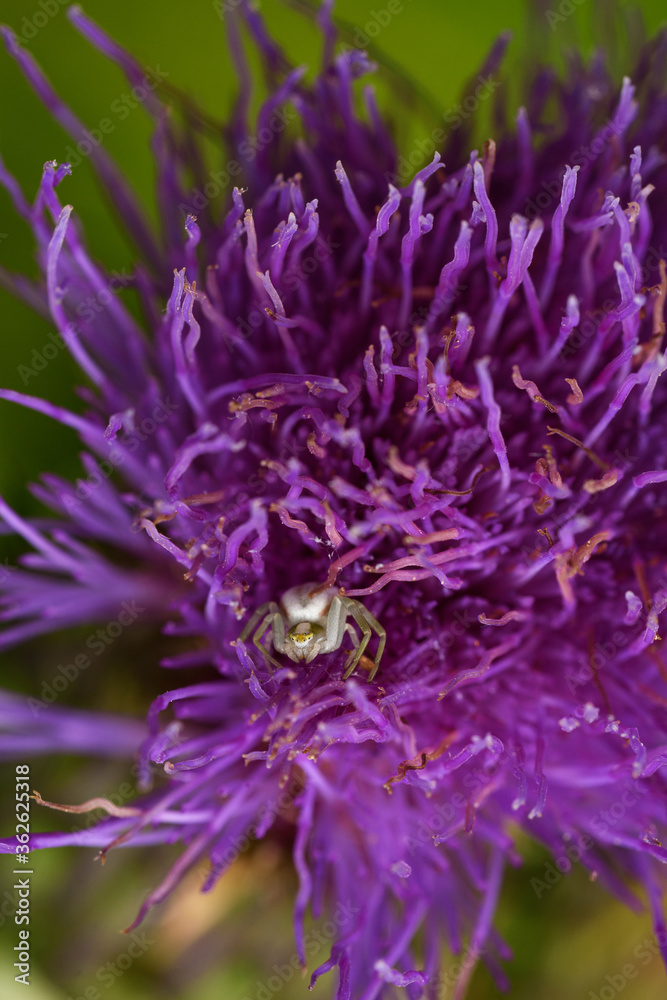 Naklejka premium spider on a purple flower in a mystical light