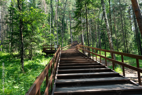 Log path with a railing in the forest.