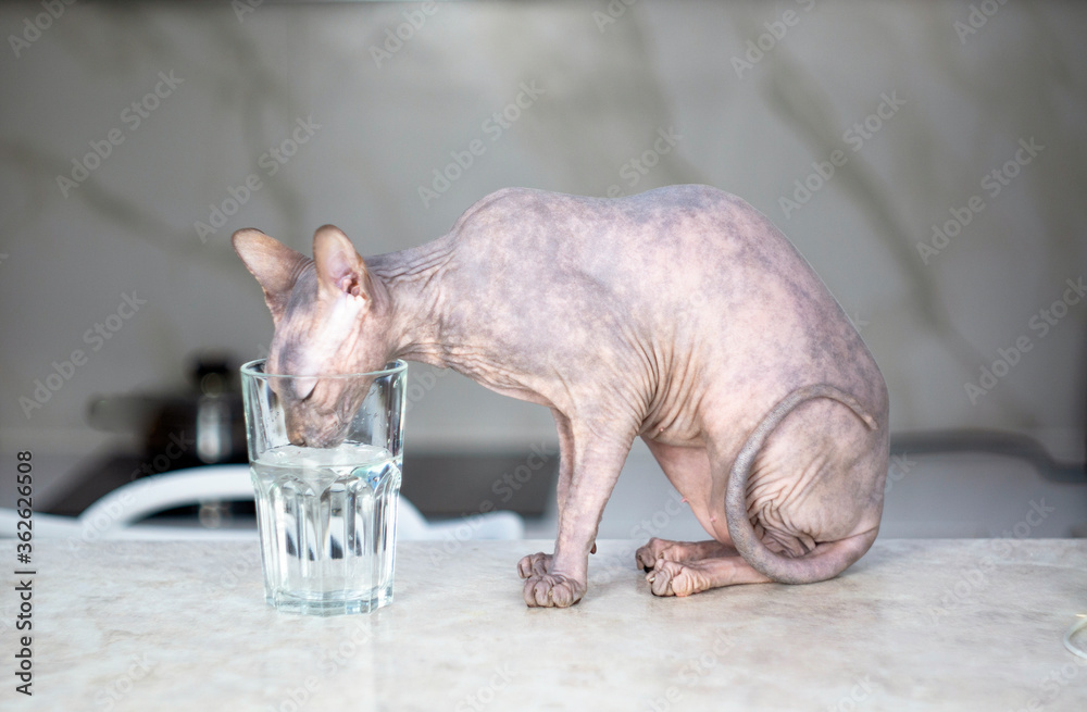 Sphynx cat glass table hotsell