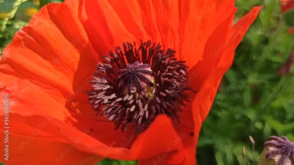 bee collectting nectar from stamens of red poppy flower bee collectting nectar from stamens of red poppy flower