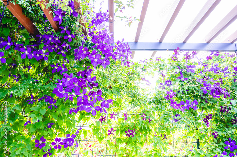 Naklejka premium てっせんの花