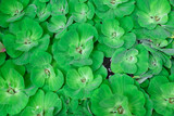 Top view of Pistia stratiotes L. water lettuce Aquatic Plant on Terracotta basin ,leaves background