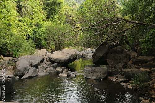 river in the forest