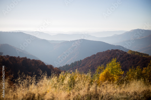 Autumn in mountains panorama view sunny day pine  © Olga