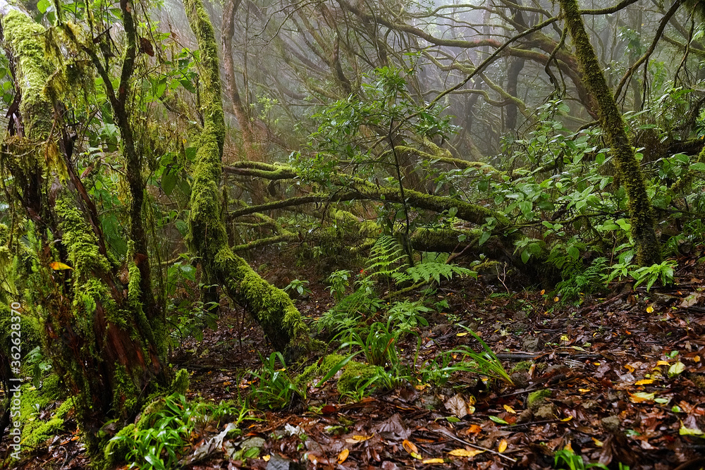 Obraz premium Laurel forest in Anaga Mountains, Canary Islands, Spain, Europe