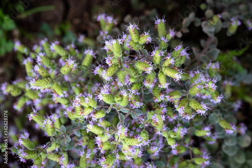 Marjoram is cultivated for its aromatic leaves, either green or dry. Marjoram, Origanum majorana, cold sensitive perennial herb or undershrub with sweet pine and citrus flavors. photo