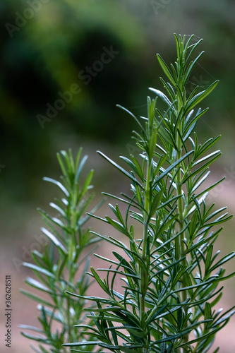 An easy to grow perennial herb that enhances many foods including breads, vegetables and meats. Rosemary (Rosemarinus Officinalis)