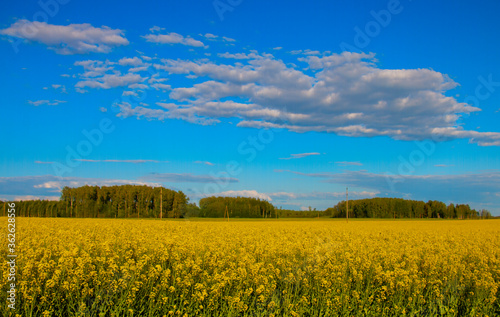 yellow field of rapeseed against a background of blue sky cloud, landscape