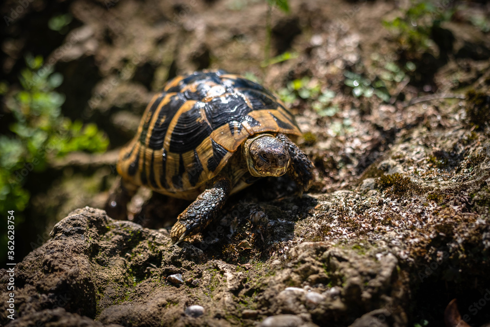 Wild turtle found in Greece. Wild turtle Testudo hermanni crawling on stone. Wild turtle found in Greece. Wild turtle Testudo hermanni crawling on stone.